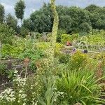 Verbascum densiflorum Квітка