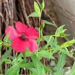 Linum grandiflorumFlower