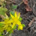 Sedum formosanum Flor