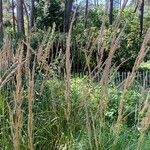 Calamagrostis × acutiflora Листок