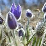 Pulsatilla grandis Hàbitat