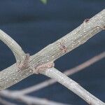 Populus nigra Kabuk