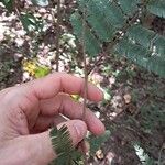 Senegalia polyphylla List