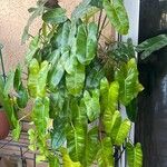 Philodendron burle-marxii Levél