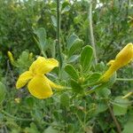 Chrysojasminum fruticans Máis