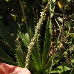 Plantago serraria Fruto
