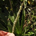 Plantago serraria Fruit