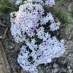 Phlox pulvinata Flower
