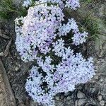 Phlox pulvinata 花