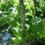 Lysichiton americanus Folio