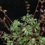 Acaena elongata Hoja