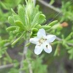 Lycium tenuispinosum Flower
