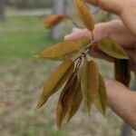 Amelanchier laevis Leaf