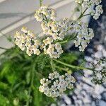 Achillea nobilisFlor