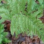 Dryopteris erythrosora 葉