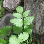 Pimpinella major पत्ता