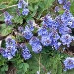 Veronica prostrata Flower