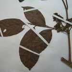 Trichilia euneura Otro