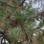 Pinus taeda Blad