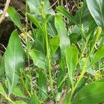 Acacia retinodes Leaf