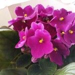 Streptocarpus ionanthus Цвят