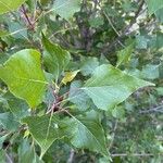 Populus x canadensis Leaf