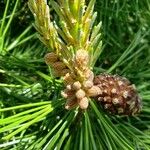 Pinus cembra Sonstige