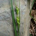 Carex depauperata Fruto