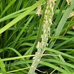 Kniphofia uvaria Blatt