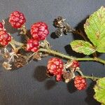 Rubus montanus Цвят