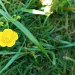 Ranunculus macrophyllusFlors