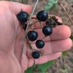 Cissus trifoliata Fruto