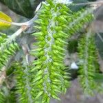 Salix pedicellata Fruit