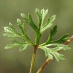 Malva aegyptia Foglia