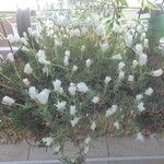 Lampranthus multiradiatus Blomst