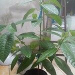 Alocasia cucullata Folha