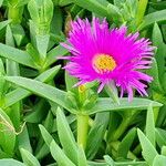 Carpobrotus glaucescens Flor