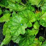 Ageratum houstonianum Φύλλο