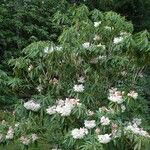 Rhododendron morii Habitus