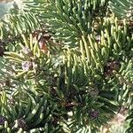 Picea retroflexa Hoja