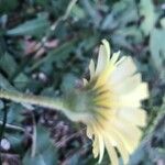 Andryala integrifolia Flower