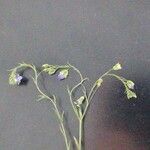 Linum austriacum Flower