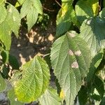 Celtis australisLeaf