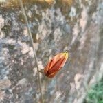 Passiflora coccinea Floare