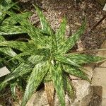 Aloe harlana 葉