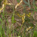 Carex leporina Casca