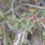 Pteropyrum aucheri Leaf