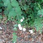 Symphoricarpos albusFlor