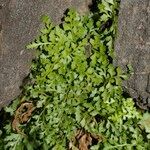 Asplenium cuneifolium Tervik taim