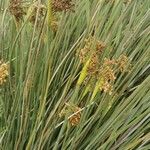 Juncus acutus Fuelha